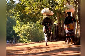Lemur Street: Stormy Weather