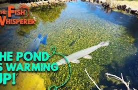 The Fish Whisperer: The Pond is Warming Up!
