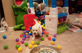 World's Funniest Animals Specials: National Puppy Day