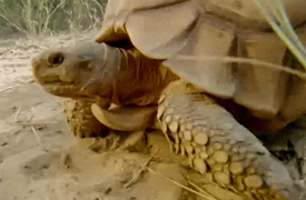 The Trials of Life: Continuing the Line