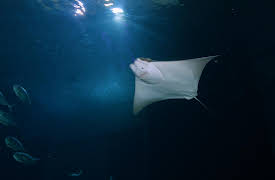 Splash and Bubbles: Get Your Feet Wet, Season 1: Stingrays