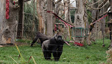 London Zoo at Christmas