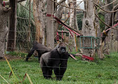 London Zoo at Christmas