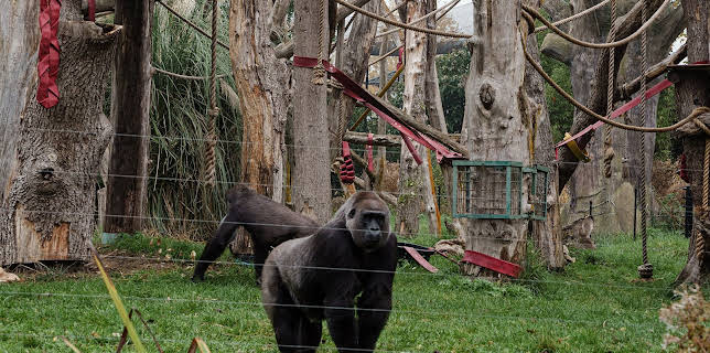 7:15 PM: London Zoo at Christmas | Channel 4 | 12/21 2025