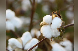 A New History of the American South: The Birth of the Cotton South