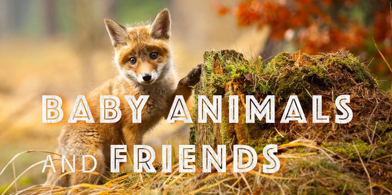Baby Animals In The Wild