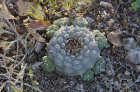 Cómo cambiar tu mente: Capítulo 4: Mescalina