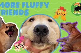 Animals Doing Things: Animals Doing Things | More Fluffy Friends