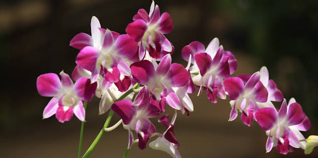 12:00: Hvordan den lages (S21 E3) (S21) | Discovery Science | 10/30 2025