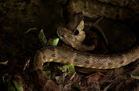 Night Season 1: Fer-de-Lance