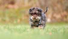 Tiere suchen ein Zuhause