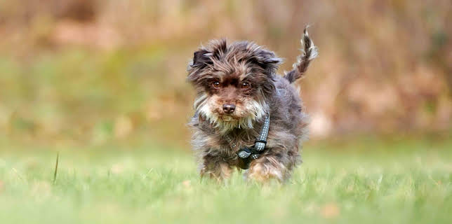 18:00: Tiere suchen ein Zuhause | WDR Fernsehen | 1/25 2026