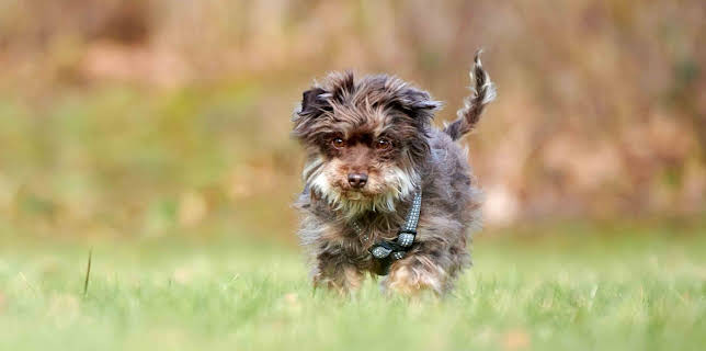 Tiere suchen ein Zuhause