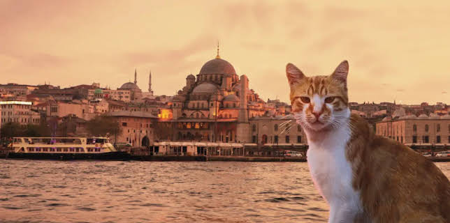 Kedi (2017)