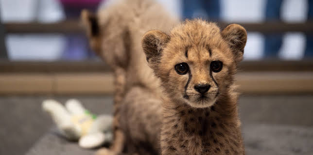 06:50: The Zoo: San Diego (S1 E2) (S1) | Animal Planet | 2/23 2026