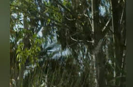 The Victory Garden: Season 33: Light