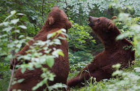 Project Grizzly: Episode 6