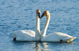 Saving Yellowstone with Dennis Quaid: The Rivers and Streams