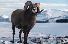 Wild Canada, Season 1: The Wild West