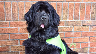 1:25 PM: Dog Squad (S1) | Cbeebies | 1/7 2026