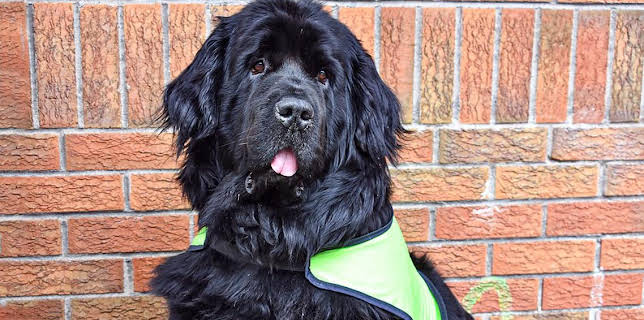 5:05 PM: Dog Squad (S1) | Cbeebies | 11/12 2025