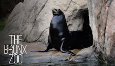 The Bronx Zoo (S1 E1)