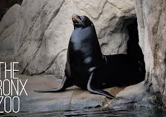 The Bronx Zoo
