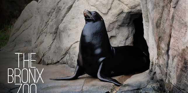 06:50: The Bronx Zoo (S1 E1) (S1) | Animal Planet | 11/28 2025