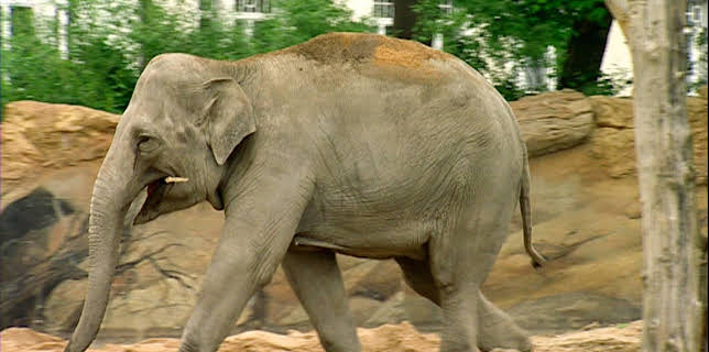 14:25: Elefant, Tiger & Co. | MDR Fernsehen | 12/5 2025