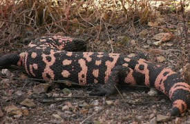 72 Dangerous Animals: Latin America: Killer or Saviours