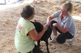 Pet Nation Renovation: Episode 1