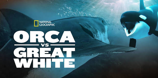 Orca vs. Great White (2021)