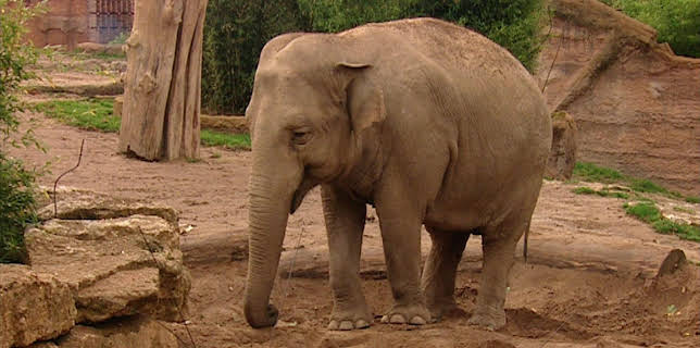 10:35: Elefant, Tiger & Co. | MDR Fernsehen | 11/14 2025