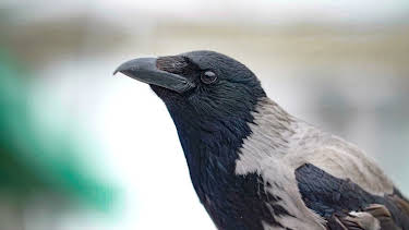 11:30: Ville videoer spesial: Ville videoer spesial 1 | NRK 2 | 4/4 2026