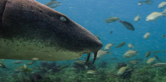 11:30 AM: Shark Bites (S1) | CBBC | 11/11 2025