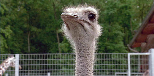 14:25: Elefant, Tiger & Co. (213) | MDR Fernsehen | 12/10 2025