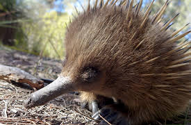 Wild Australia: Episode 1