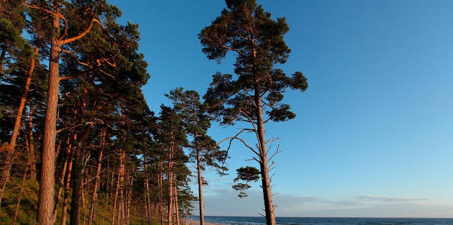 20:15: Wildes Baltikum (1/2) | RBB Fernsehen | 11/2 2025