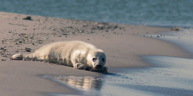 12:30: Ville vedunderlege dyr: Den vesle selungen | NRK Super | 1/22 2026