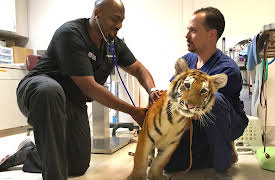 The Vet Life: Episode 5