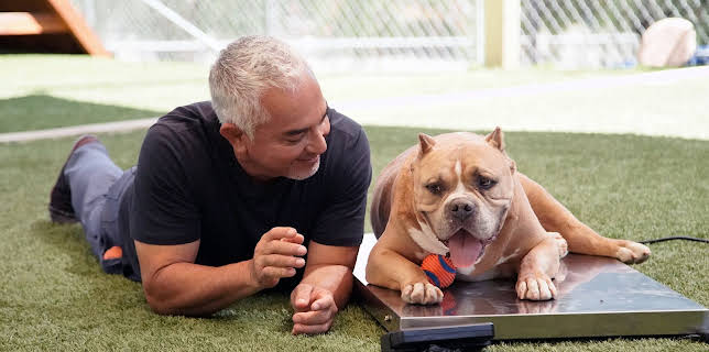 15:50: Cesar Millan: Better Human Better Dog - Bessere Menschen, bessere Hunde | Sixx | 3/1 2026