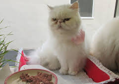 My Cat From Hell
