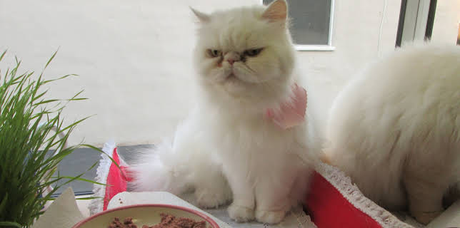 16:00: My Cat From Hell (S6 E4) (S6) | Animal Planet | 2/12 2026