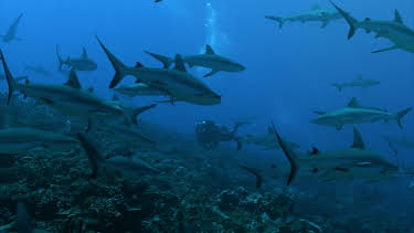 23:00: Deadly Islands (S1 E1) (S1) | Animal Planet | 4/3 2026