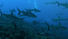 Deadly Islands (S1 E1)