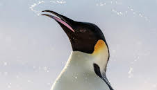 Antarktis - Die Reise der Pinguine