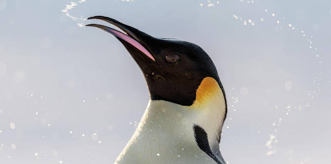 08:55: Antarktis - Die Reise der Pinguine | Arte | 11/11 2025