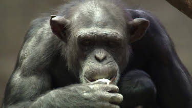 13:00: Elefant, Tiger & Co. | WDR Fernsehen | 4/17 2026