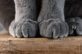 Mastering Tai Chi: Walking like a Cat