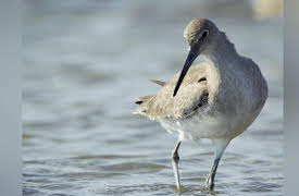 Wild Photo Adventures: Wildlife of Chincoteague NWR